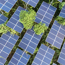 Solar Panels on Trees
