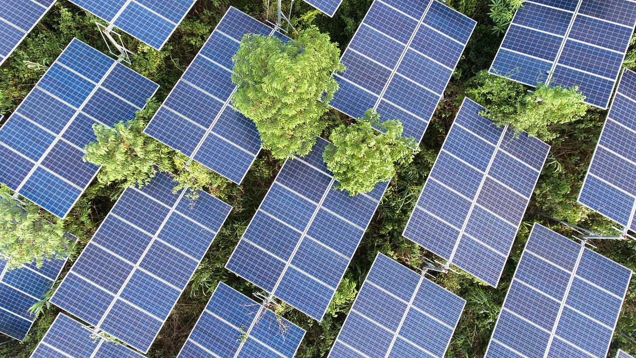 Solar Panels on Trees
