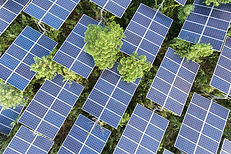 Solar Panels on Trees