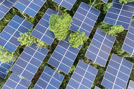 樹上的太陽能電池板