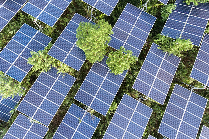 Solarpaneele auf Bäumen