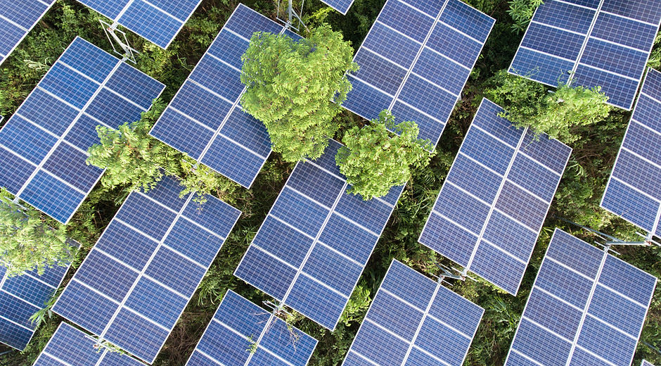 Solar Panels on Trees