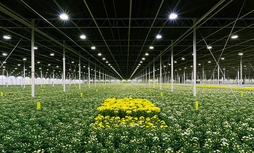 Large greenhouse containing yellow flowers