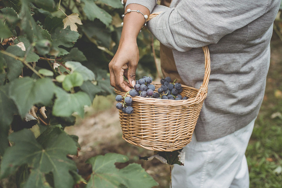 Harvesting Grapes
