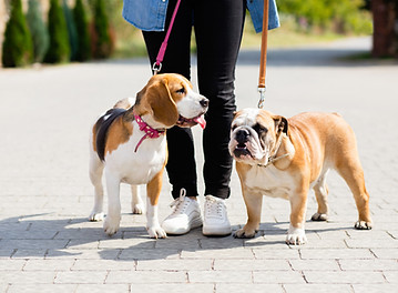 Walking Two Dogs