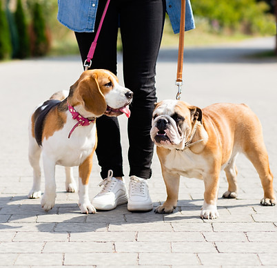 Going for a Walk