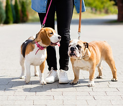 Going for a Walk