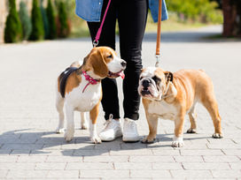 7 Vitamins Your Dog Needs for a Healthy Life!