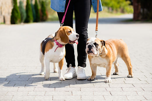 Walking Two Dogs