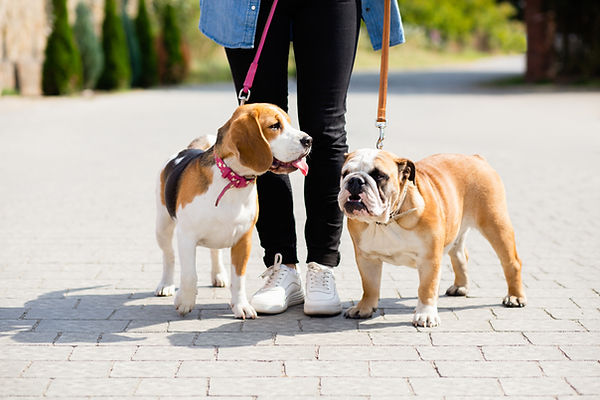 Going for a Walk