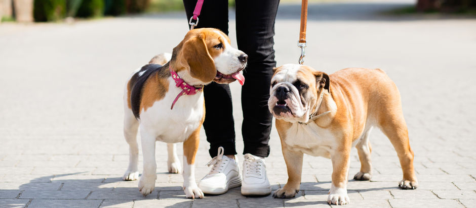 Kućni ljubimci i komunalna odgovornost