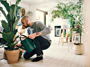 Plant Care 101: Keeping Your Green Companion Happy in Aussie Condition