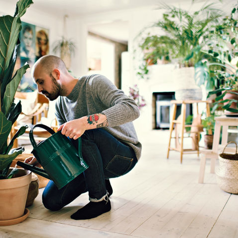 Houseplant Care