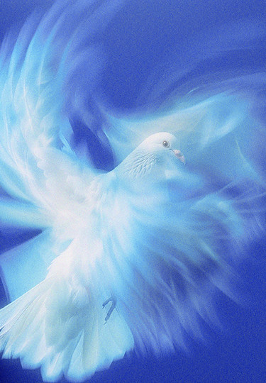 White Dove Flying