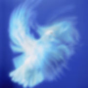 Colombe blanche sur fond bleu