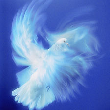 White Dove on Blue