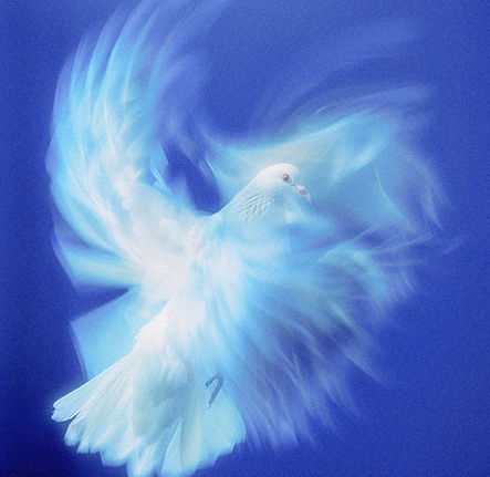Colombe blanche en vol