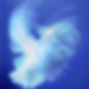 White Dove on Blue