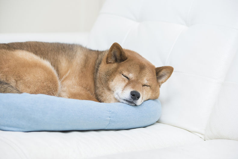 かわいい眠る柴犬