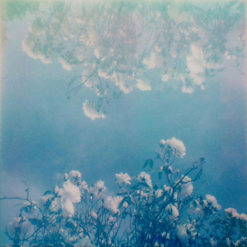 Floral Sky Reflection