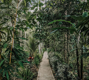 Sendero de madera en la selva