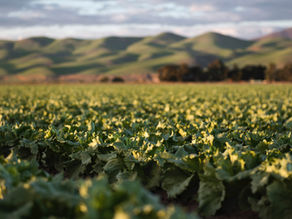 The Difference Between Macro, Meso, and Micro Climates