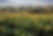 Green Fields