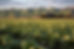 Green Fields