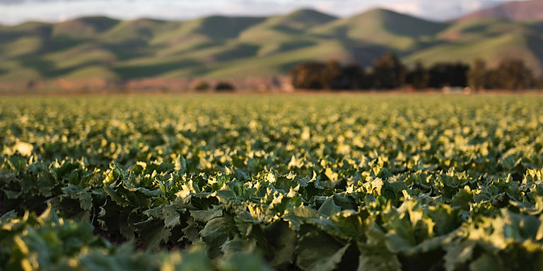 FAO Partners with Wikipedia to Expand Global Access to Agrifood Knowledge