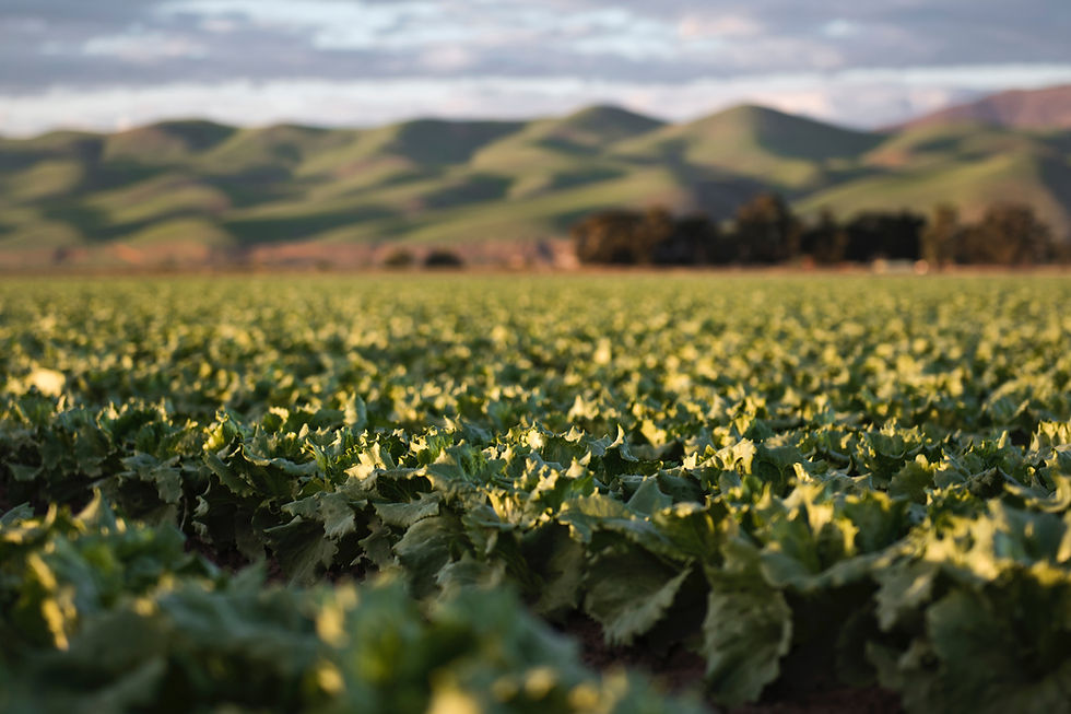 Lettuce Field Landscape