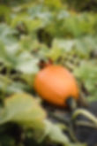Home Grown Pumpkins