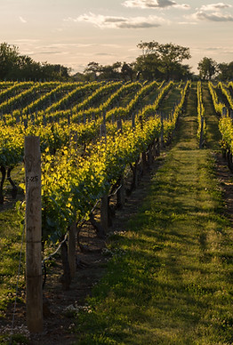 Viñedo al atardecer