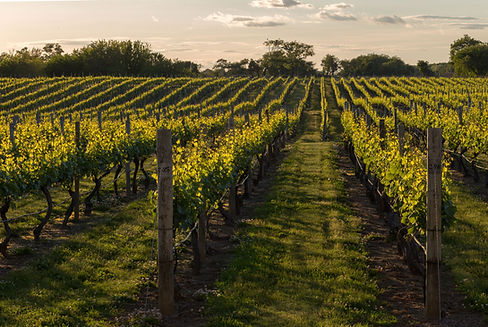 Vineyard at Sunset