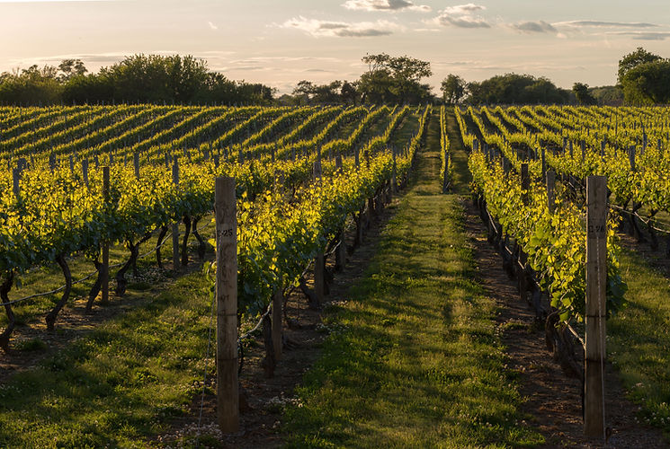 Vineyard at Sunset