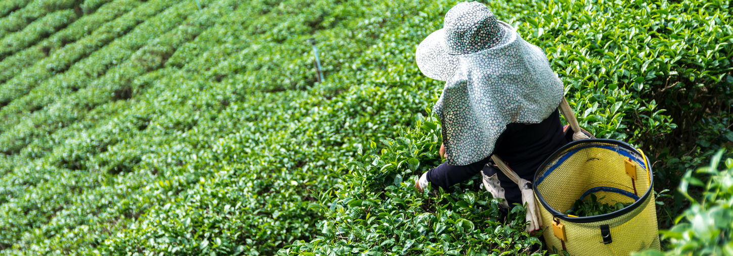 Tea Plantation