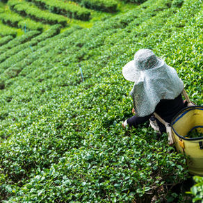 Top 5 Reasons to Drink Matcha Tea