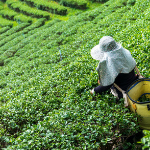 tea-plantation
