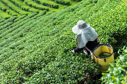 Tea Plantation