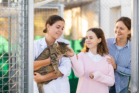 Cat adoption interaction