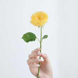 Yellow Rose Held