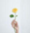Yellow Rose