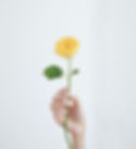Yellow Rose