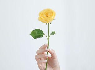 Yellow Rose