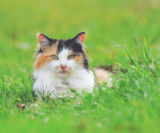 Cat