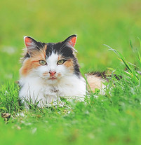 Katze