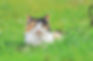 Cat Scratch Disease