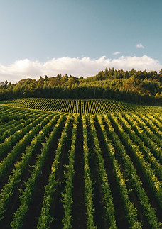 Vignoble au coucher du soleil