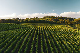 Grapevine
