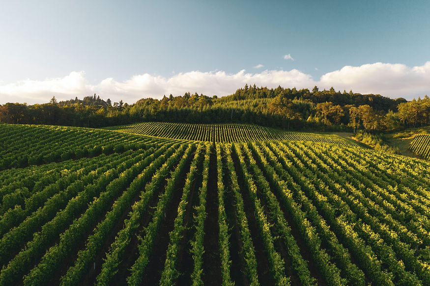 Vignoble au coucher du soleil