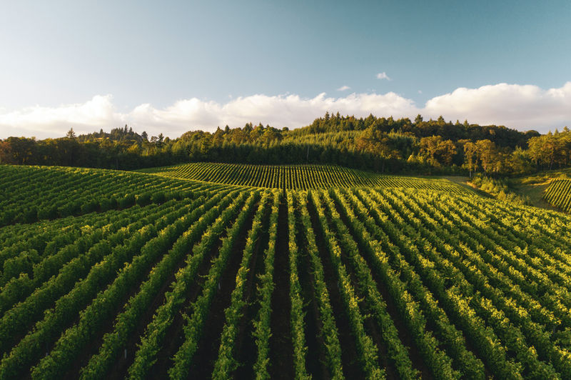 Shattering the Wine Glass Ceiling: How Female Sommeliers Are Transforming the Industry